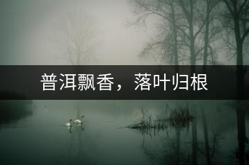 普洱飄香，落葉歸根