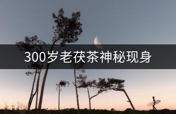 300歲老茯茶神秘現身