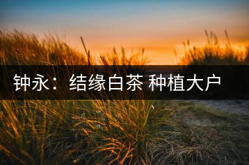鐘永:結緣白茶 種植大戶傾其一生為茶而生