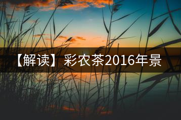 【解讀】彩農茶2016年景邁（熟）