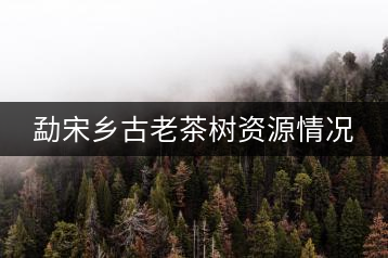 勐宋鄉古老茶樹資源情況