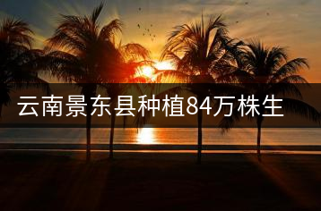 云南景東縣種植84萬株生態茶