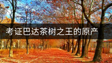 考證巴達茶樹之王的原產(chǎn)地
