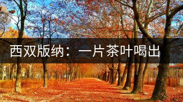 西雙版納：一片茶葉喝出億元產業