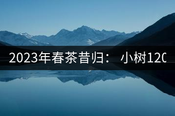 2023年春茶昔歸： 小樹1200-1600元／公斤，大樹4500-5200元／公斤，古樹7500-9000元／公斤.