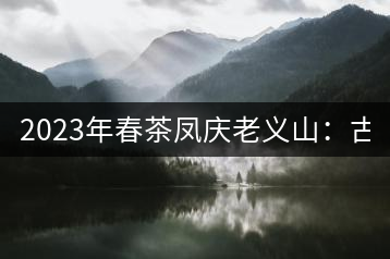 2023年春茶鳳慶老義山：古樹茶1600-2000元／公斤