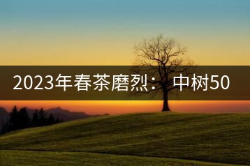 2023年春茶磨烈: 中樹500-600元/公斤,古樹混采:2200-2600元/公斤
