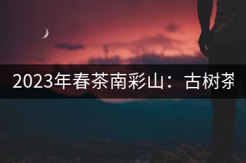 2023年春茶南彩山：古樹茶2000-2200元／公斤，大樹混采1200-1500元／公斤。