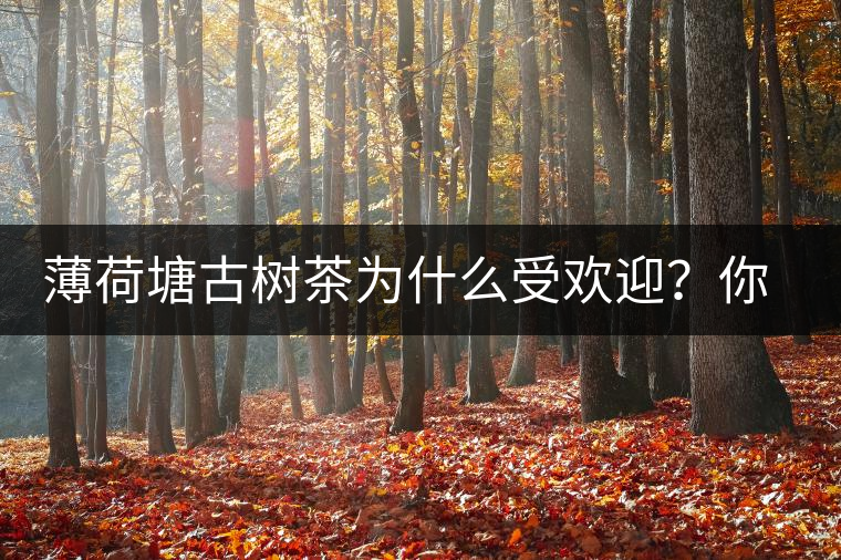 薄荷塘古樹茶為什么受歡迎？你知道嗎？