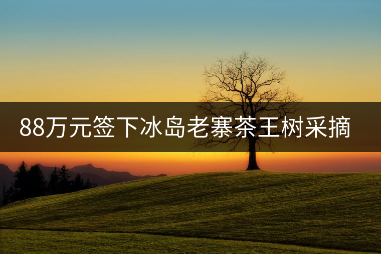 88萬(wàn)元簽下冰島老寨茶王樹(shù)采摘權(quán)，誰(shuí)說(shuō)這是“競(jìng)價(jià)交易”？