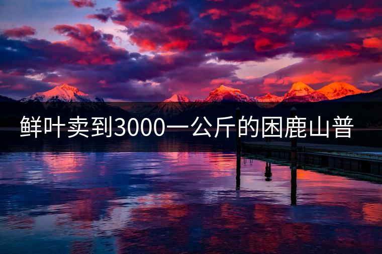 鮮葉賣到3000一公斤的困鹿山普洱茶，口感如何？
