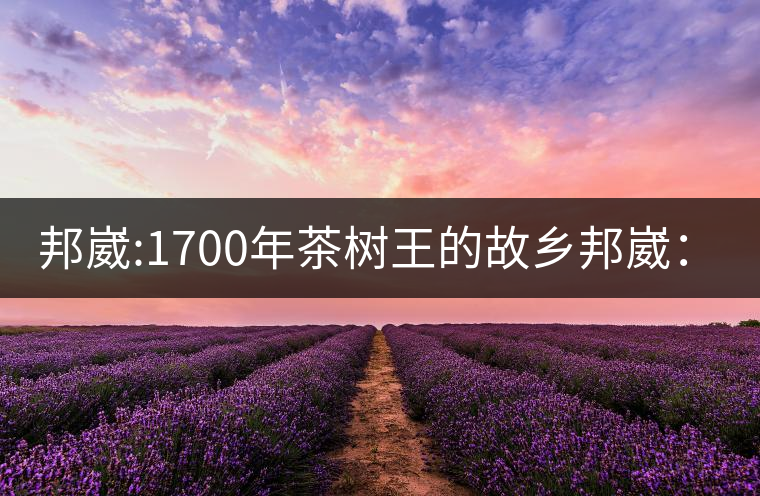 邦崴:1700年茶樹王的故鄉邦崴：1700年茶樹王的故鄉