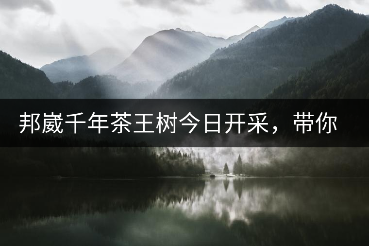 邦崴千年茶王樹今日開采,帶你了解被低估的邦崴古樹茶邦崴千年茶王樹今日開采,帶你了解被低估的邦崴古樹茶 邦崴千年茶王樹今日開采,帶你了解被低估的邦崴古樹茶邦崴千年茶王樹今日開采,帶你了解被低估的邦崴古樹茶