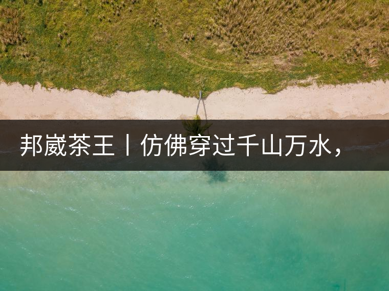 邦崴茶王丨仿佛穿過千山萬水，就是為了它而來邦崴茶王丨仿佛穿過千山萬水，就是為了它而來