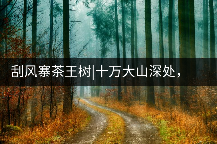 刮風(fēng)寨茶王樹|十萬大山深處,鮮為人知的王者刮風(fēng)寨茶王樹|十萬大山深處,鮮為人知的王者 刮風(fēng)寨茶王樹|十萬大山深處,鮮為人知的王者刮風(fēng)寨茶王樹|十萬大山深處,鮮為人知的王者