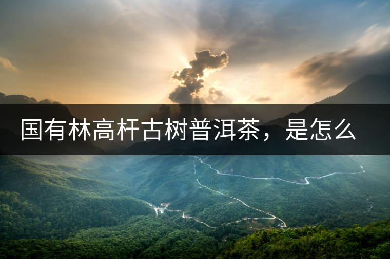 國有林高桿古樹普洱茶,是怎么回事?國有林高桿古樹普洱茶,是怎么回事? 國有林高桿古樹普洱茶,是怎么回事?國有林高桿古樹普洱茶,是怎么回事?