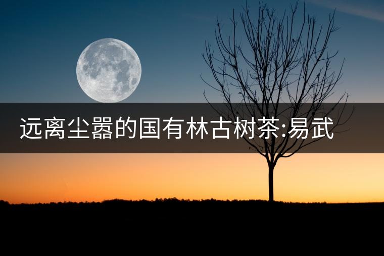 遠離塵囂的國有林古樹茶:易武彎弓遠離塵囂的國有林古樹茶：易武彎弓