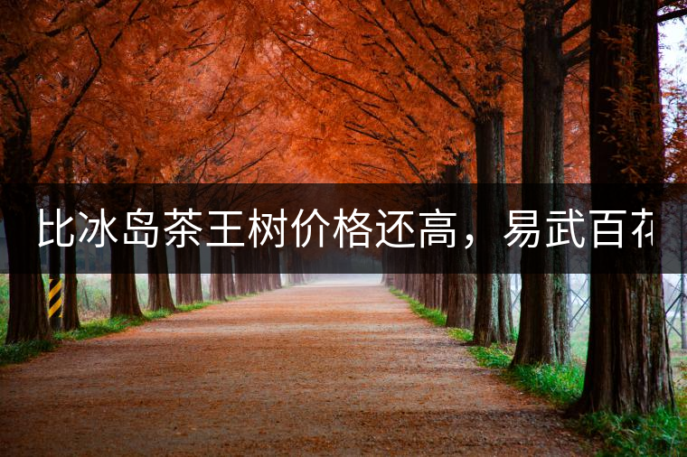 比冰島茶王樹價格還高,易武百花潭高桿古樹茶以100萬成...比冰島茶王樹價格還高,易武百花潭高桿古樹茶以100萬成交 比冰島茶王樹價格還高,易武百花潭高桿古樹茶以100萬成...比冰島茶王樹價格還高,易武百花潭高桿古樹茶以100萬成交