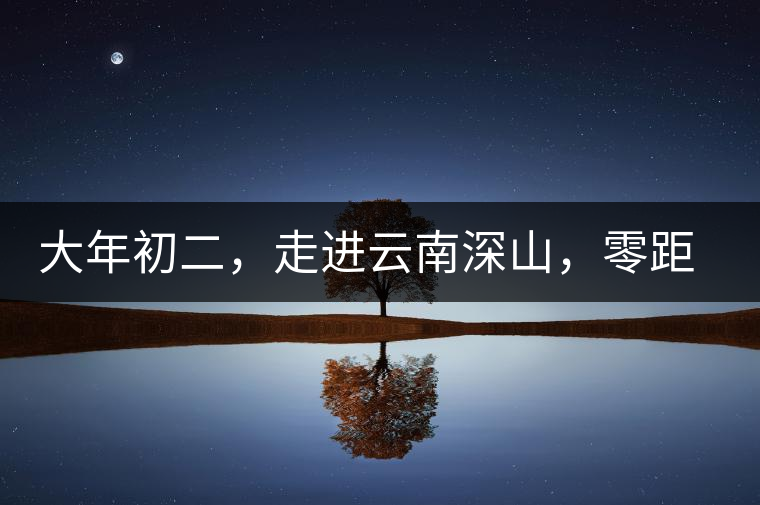 大年初二,走進云南深山,零距離接觸古茶樹 大年初二,走進云南深山,零距離接觸古茶樹