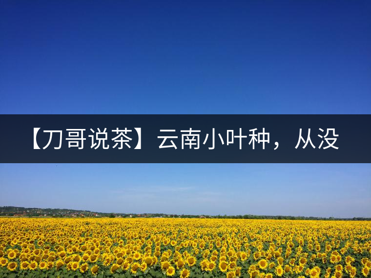 【刀哥說茶】云南小葉種,從沒落到回歸 【刀哥說茶】云南小葉種,從沒落到回歸