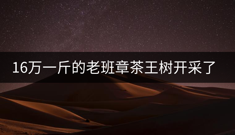 16萬一斤的老班章茶王樹開采了，茶友果斷拉了一車現金去...16萬一斤的老班章茶王樹開采了，茶友果斷拉了一車現金去！