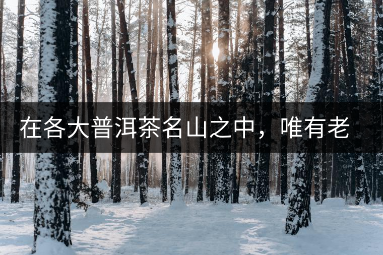 在各大普洱茶名山之中，唯有老曼峨古樹茶才能稱得上戰狼