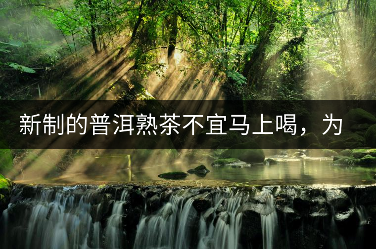 新制的普洱熟茶不宜馬上喝，為什么？