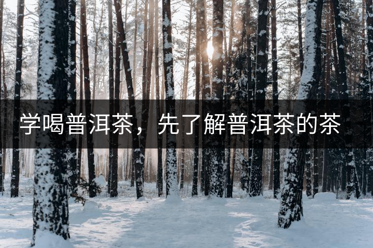 學喝普洱茶，先了解普洱茶的茶性