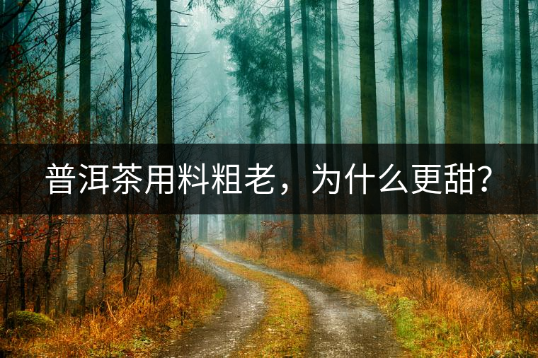 普洱茶用料粗老，為什么更甜？