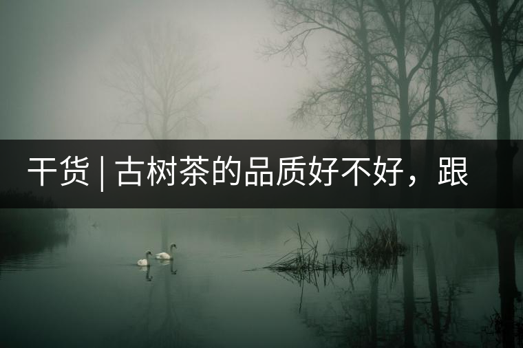 干貨 | 古樹茶的品質(zhì)好不好,跟耐泡度真的有關(guān)聯(lián)嗎? 干貨 | 古樹茶的品質(zhì)好不好,跟耐泡度真的有關(guān)聯(lián)嗎?