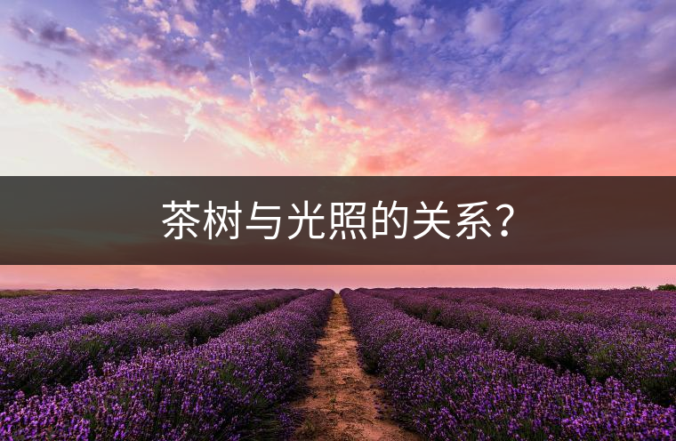 茶樹與光照的關系？