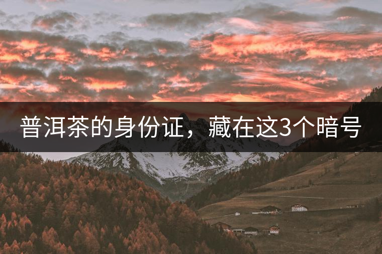 普洱茶的身份證,藏在這3個暗號中 普洱茶的身份證,藏在這3個暗號中