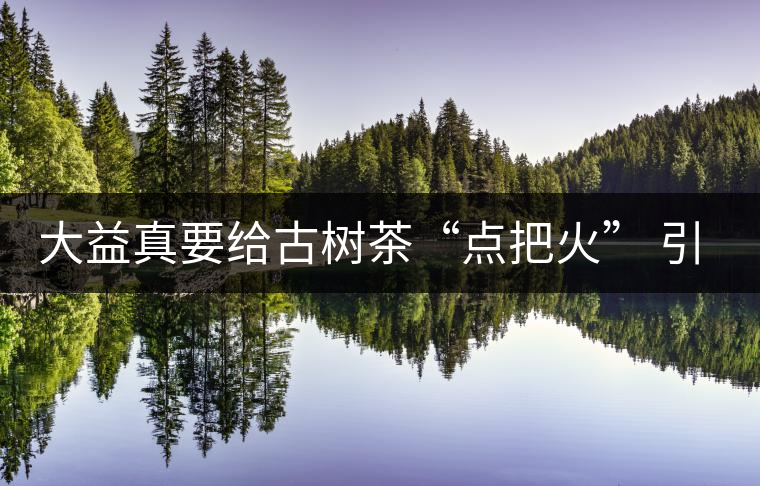 大益真要給古樹茶“點把火” 引火燒身? 大益真要給古樹茶“點把火” 引火燒身?