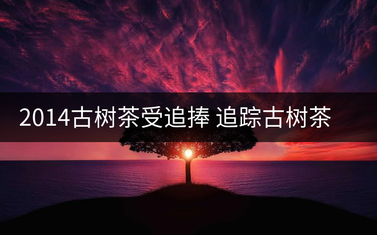 2014古樹茶受追捧 追蹤古樹茶是如何興起的? 2014古樹茶受追捧 追蹤古樹茶是如何興起的?