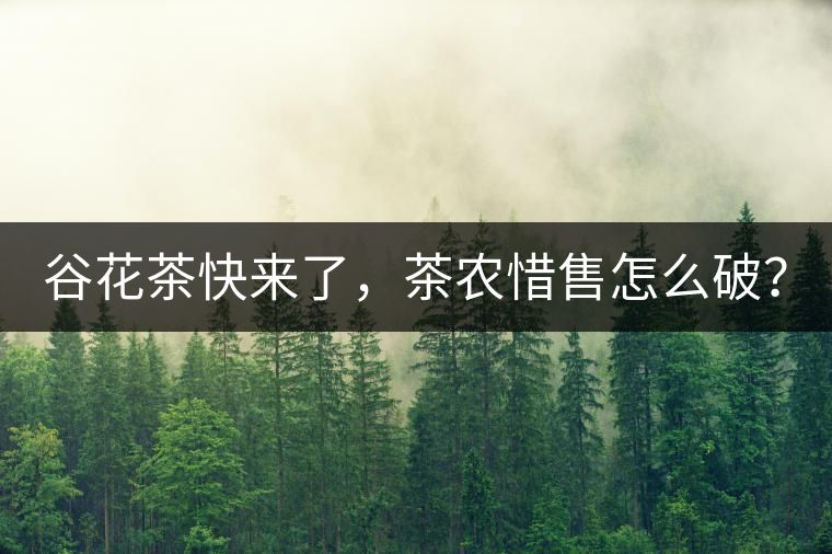 谷花茶快來了，茶農惜售怎么破？