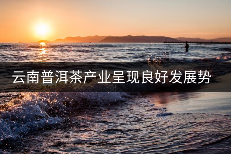 云南普洱茶產業呈現良好發展勢頭