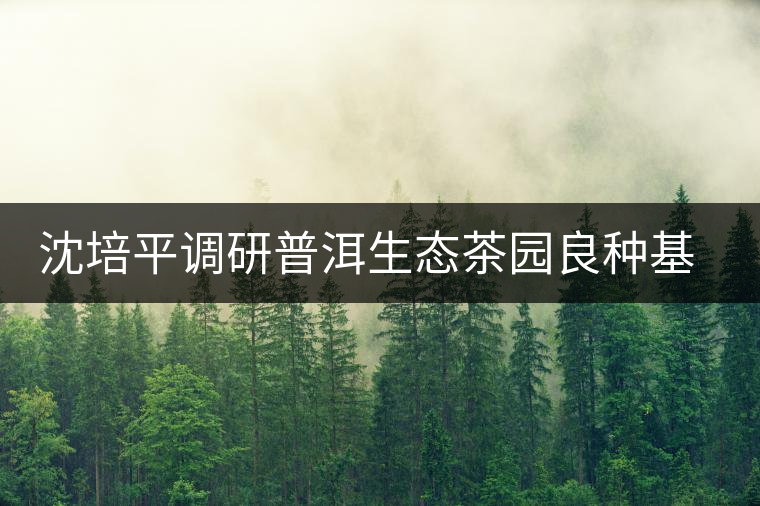 沈培平調研普洱生態茶園良種基地 沈培平調研普洱生態茶園良種基地