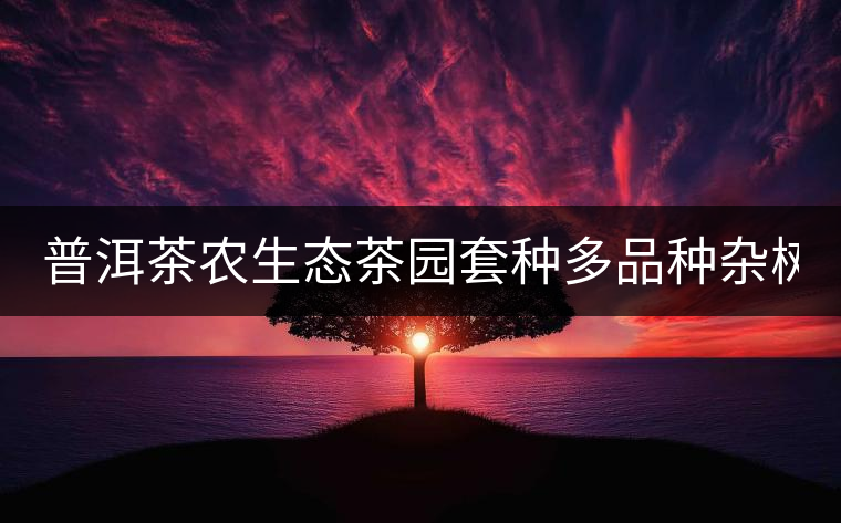 普洱茶農生態茶園套種多品種雜樹 助推普洱茶葉生產