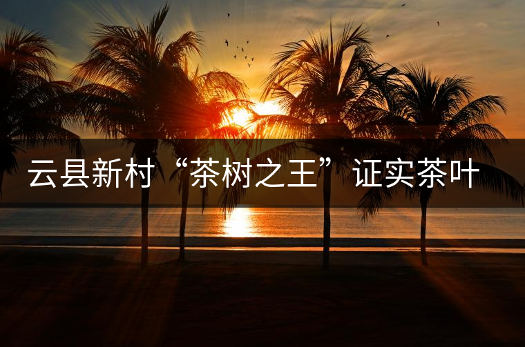 云縣新村“茶樹之王”證實茶葉原產地之說 云縣新村“茶樹之王”證實茶葉原產地之說