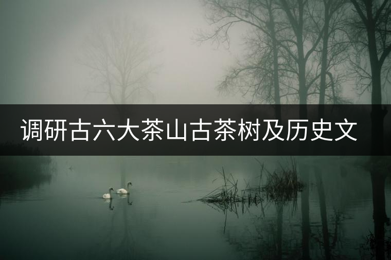 調研古六大茶山古茶樹及歷史文物保護