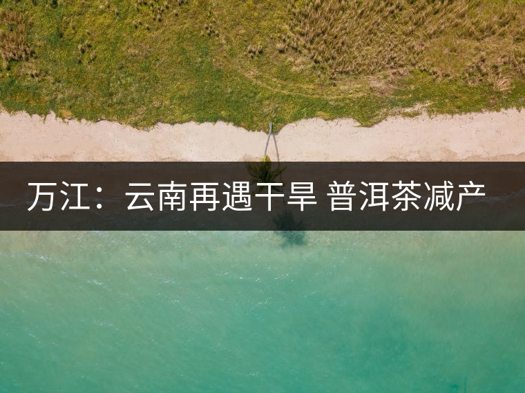 萬江：云南再遇干旱 普洱茶減產漲價