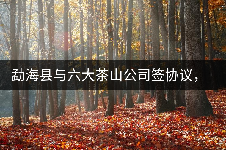 勐海縣與六大茶山公司簽協(xié)議，投資九億保護(hù)開發(fā)賀開古茶山資源