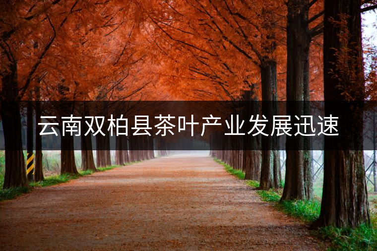 云南雙柏縣茶葉產業發展迅速 云南雙柏縣茶葉產業發展迅速