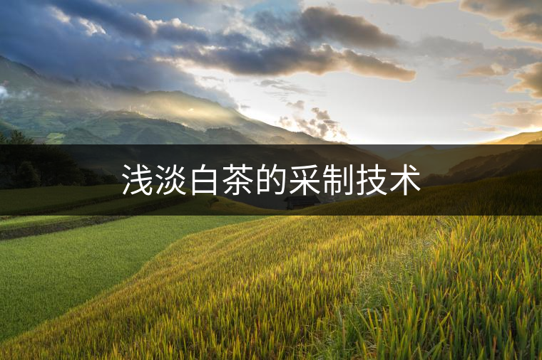 淺淡白茶的采制技術 淺淡白茶的采制技術