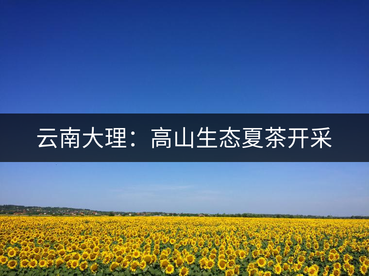 云南大理：高山生態夏茶開采