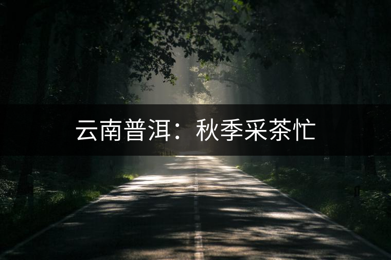 云南普洱:秋季采茶忙 云南普洱:秋季采茶忙