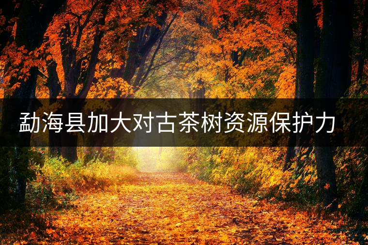 勐?？h加大對古茶樹資源保護力度