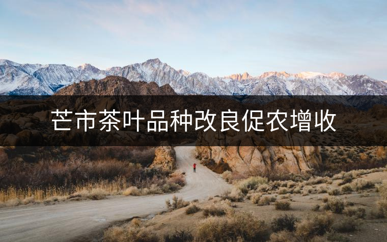 芒市茶葉品種改良促農增收 芒市茶葉品種改良促農增收