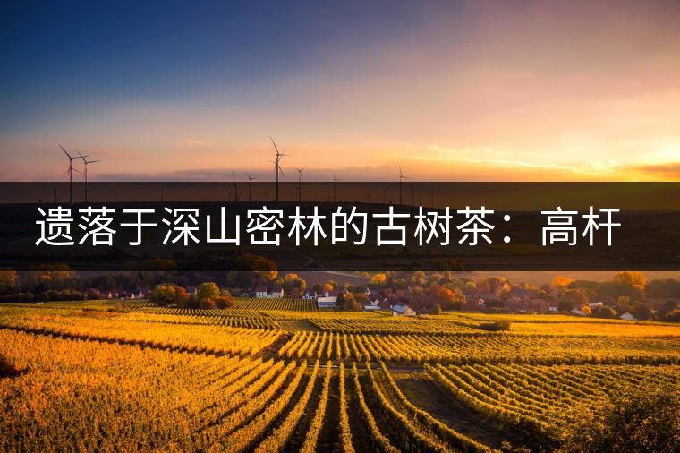 遺落于深山密林的古樹茶:高桿茶 遺落于深山密林的古樹茶:高桿茶