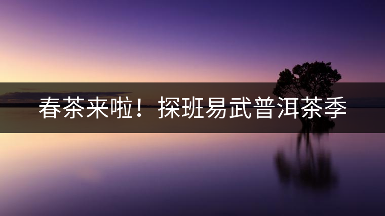 春茶來啦!探班易武普洱茶季 春茶來啦!探班易武普洱茶季